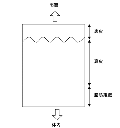 図1：正常皮膚の内部構造