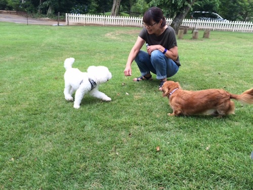 スタッフとその愛犬