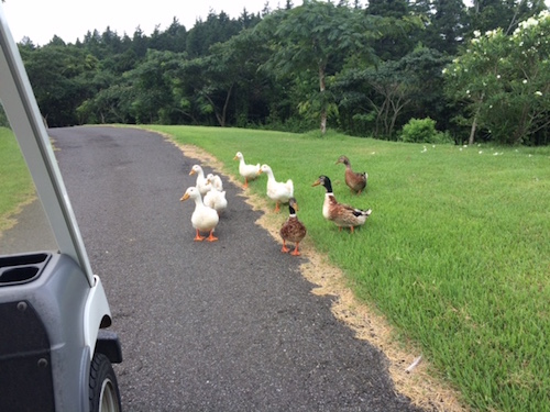 カモの行列