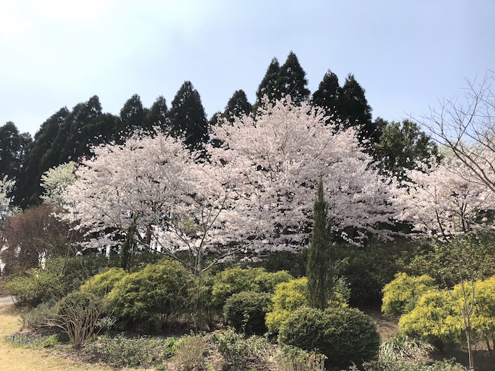 お花見ゴルフ2018-2