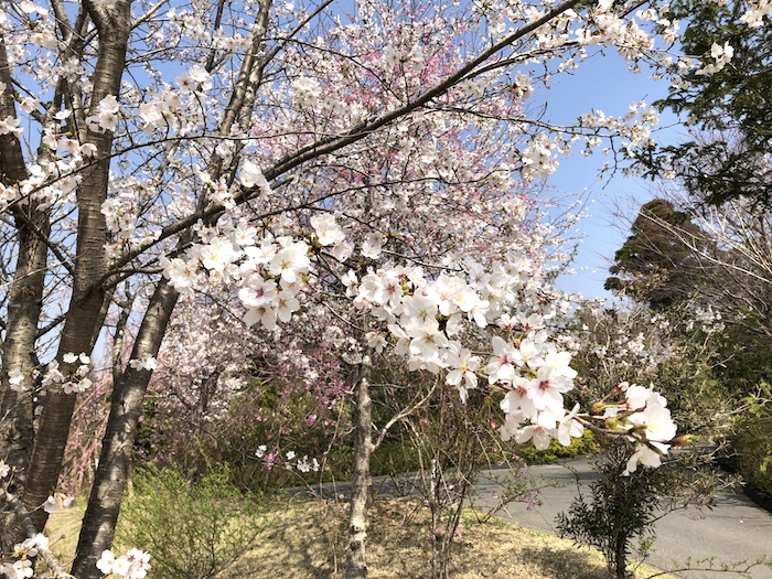 お花見ゴルフ2018-3