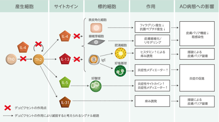 デュピクセント院内勉強会2018-3